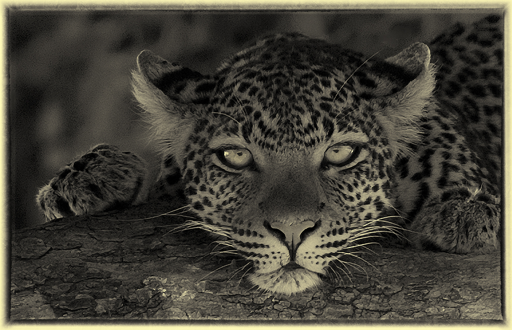 DJH Images